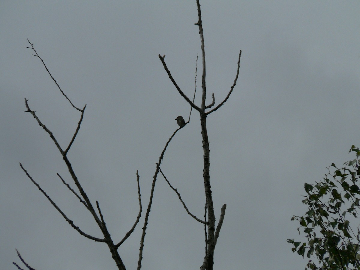 Olive-sided Flycatcher - Michel Bourassa (T-R)