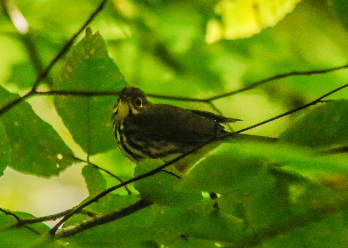 Ovenbird - ML176164431