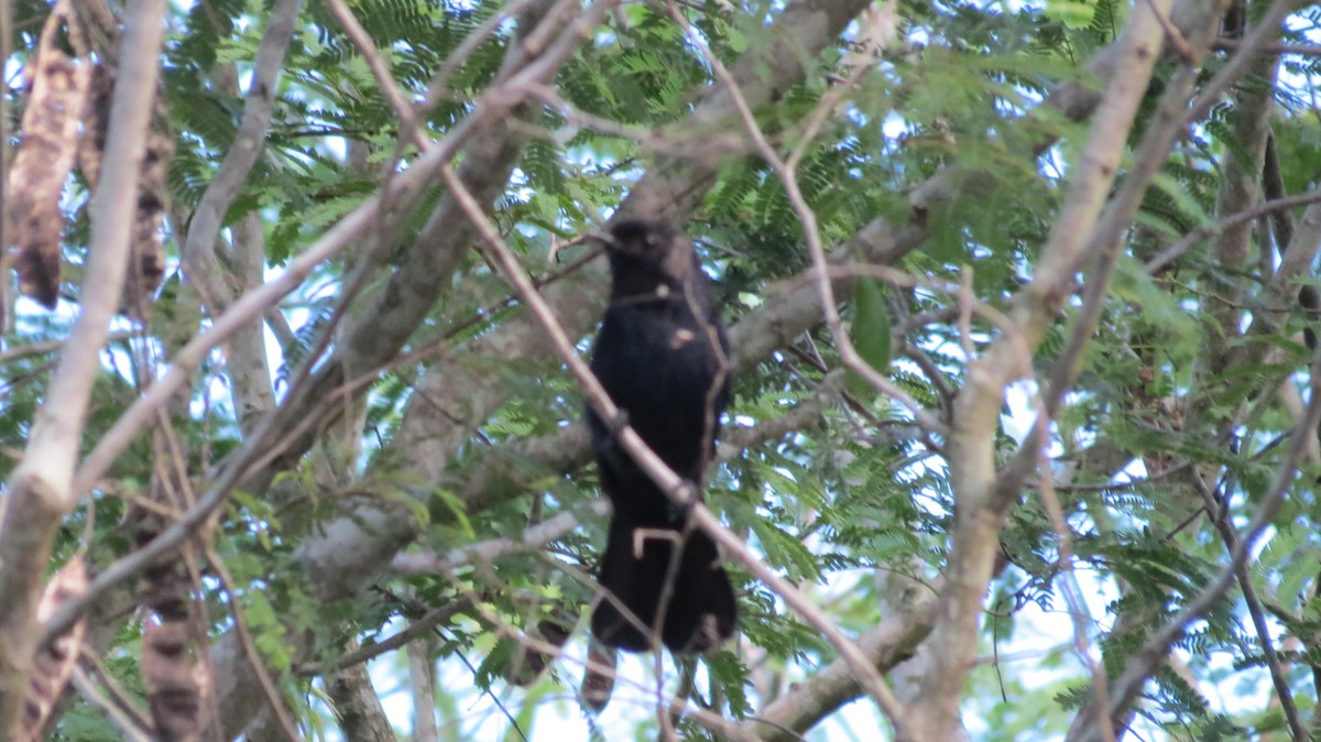 Black Catbird - ML176165031