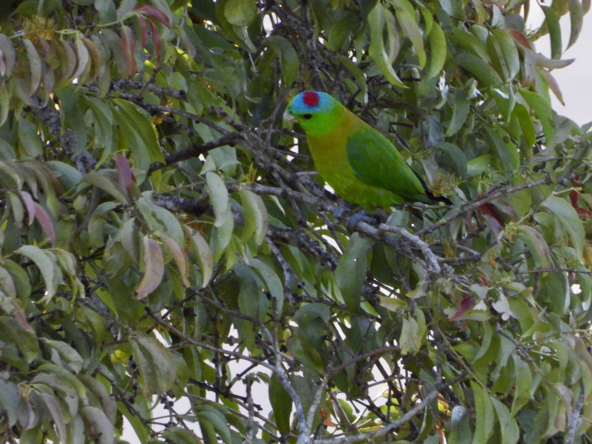 Yellow-breasted Racquet-tail - GARY DOUGLAS