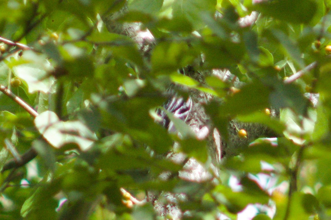 Black-and-white Warbler - ML176169081