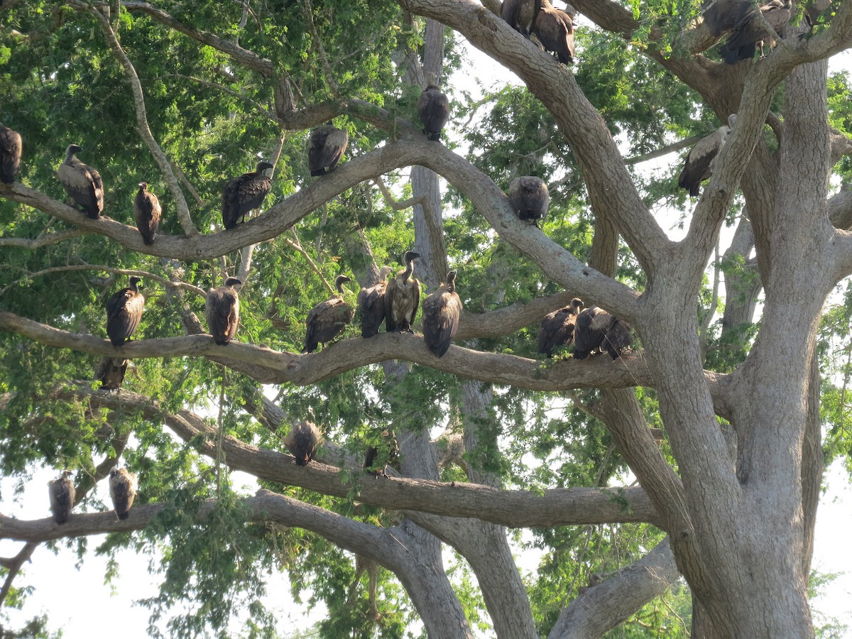 White-backed Vulture - ML176170581