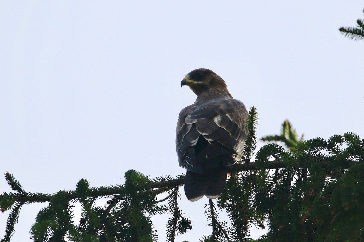 European Honey-buzzard - ML176170681