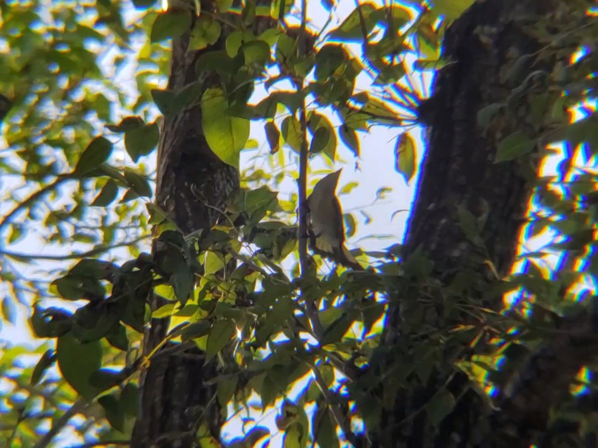 American Redstart - ML176170831