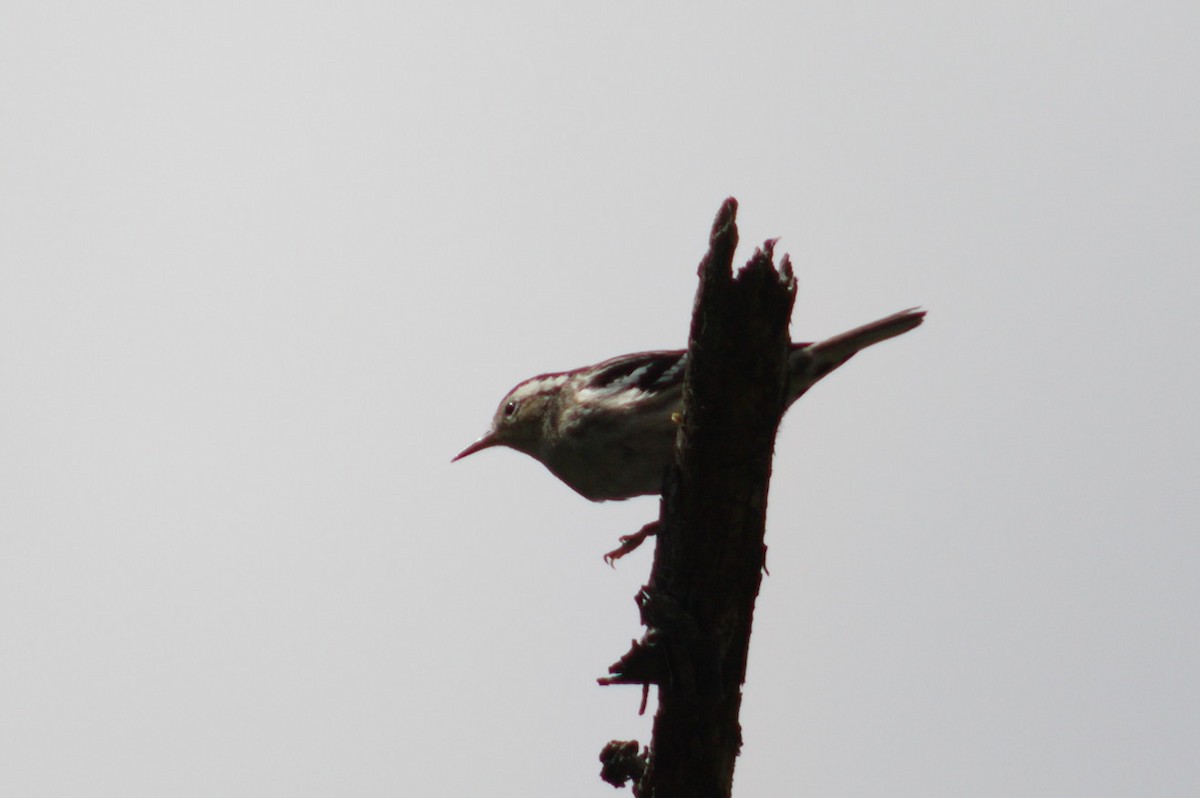 Black-and-white Warbler - ML176172051