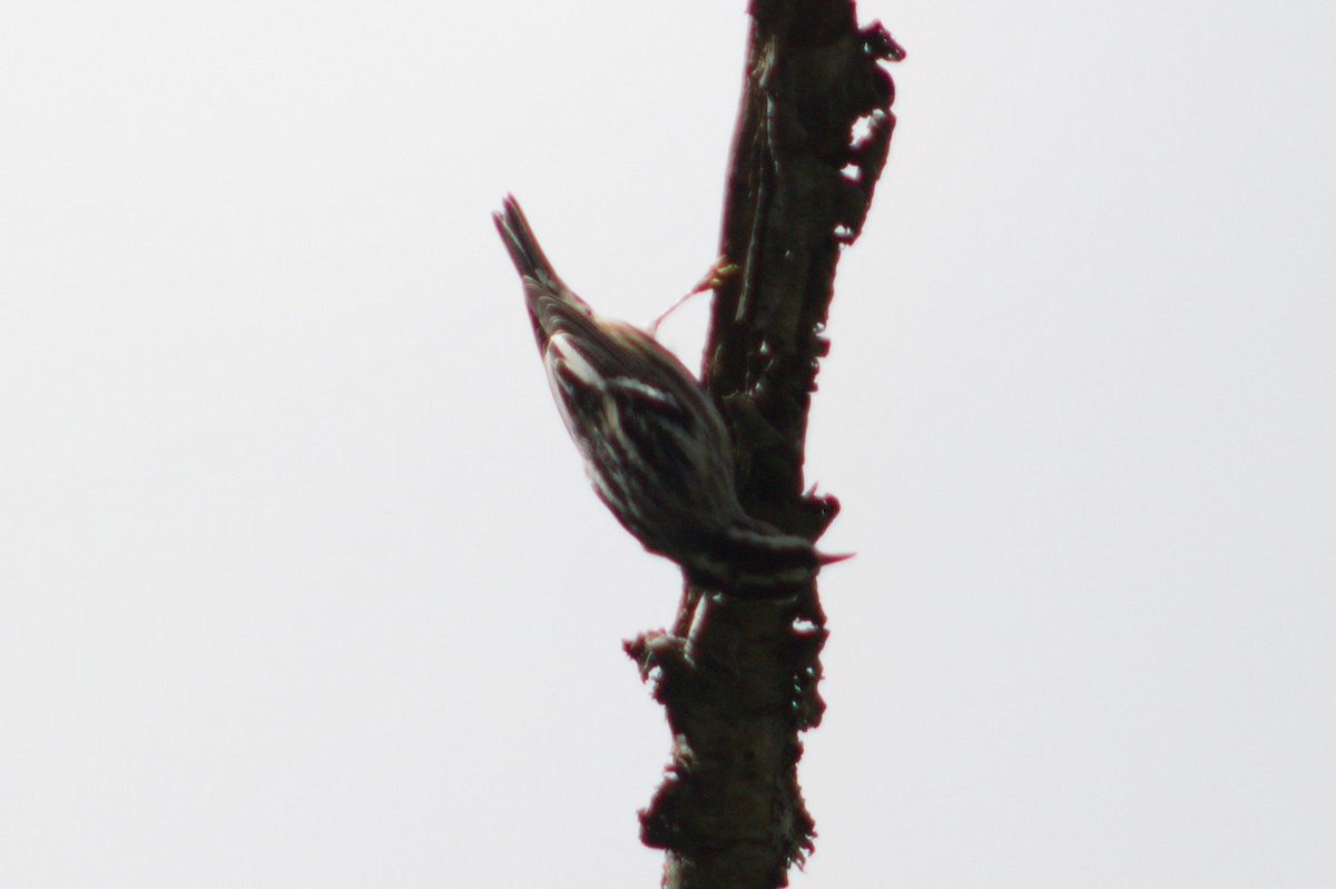 Black-and-white Warbler - ML176172061