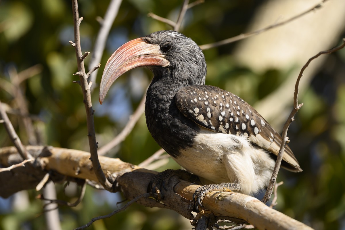 Monteiro's Hornbill - Peter Hawrylyshyn