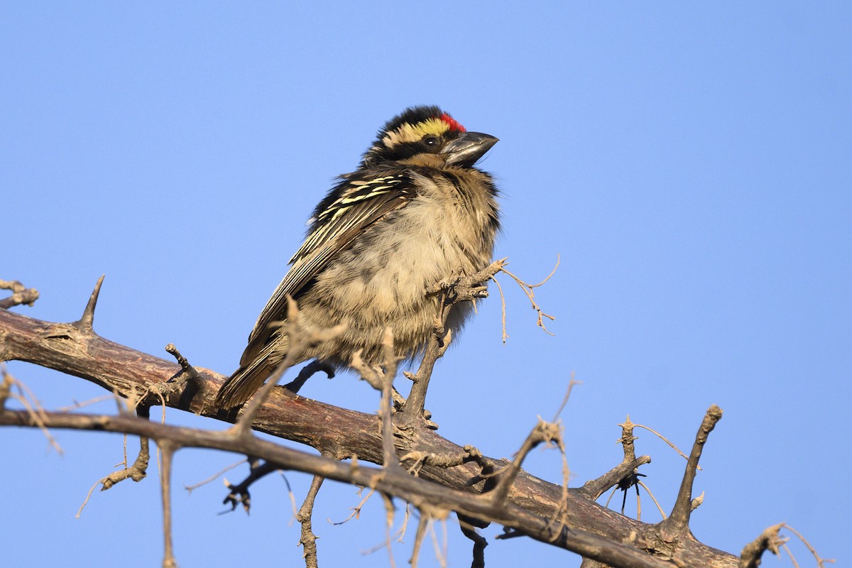 Pied Barbet - ML176174161