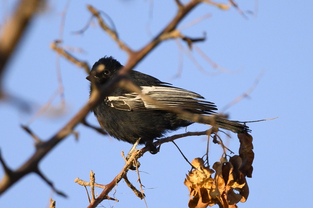 Carp's Tit - ML176174381