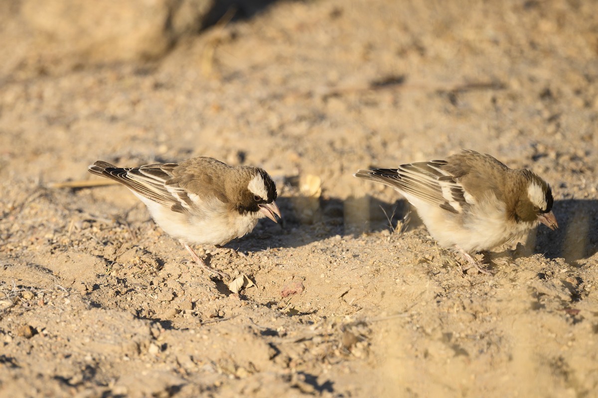 White-browed Sparrow-Weaver - ML176174521