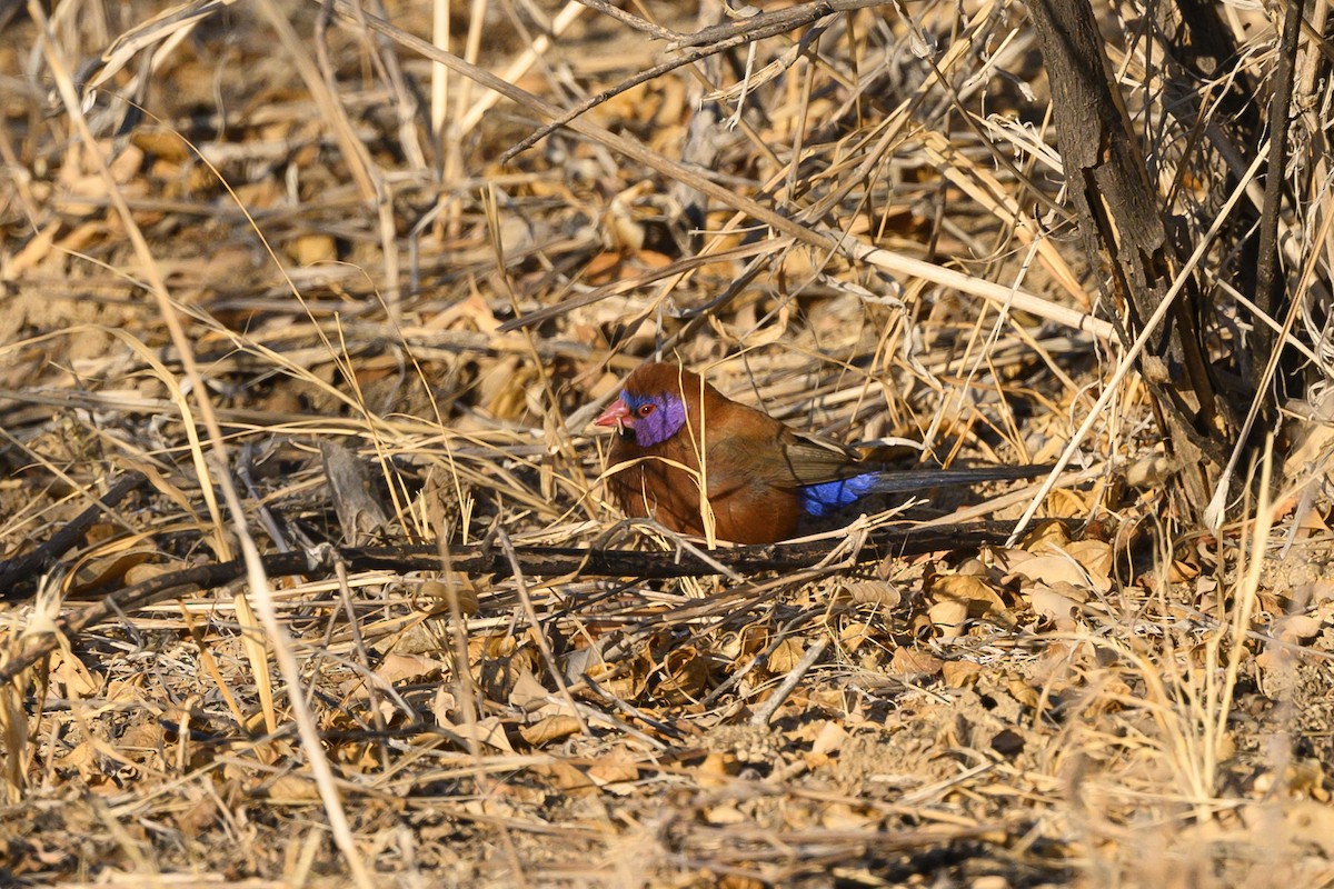 Violet-eared Waxbill - Peter Hawrylyshyn