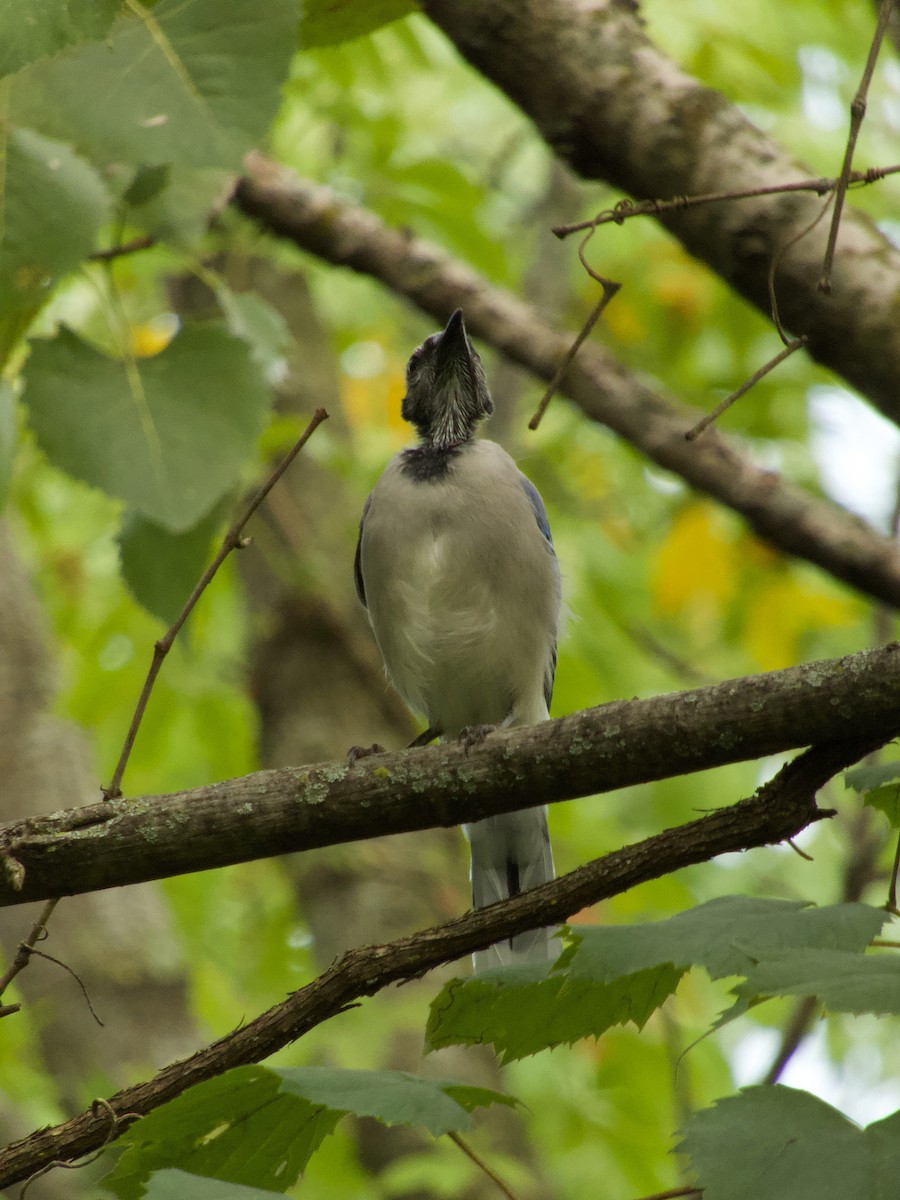 Blue Jay - Douglass Gaking