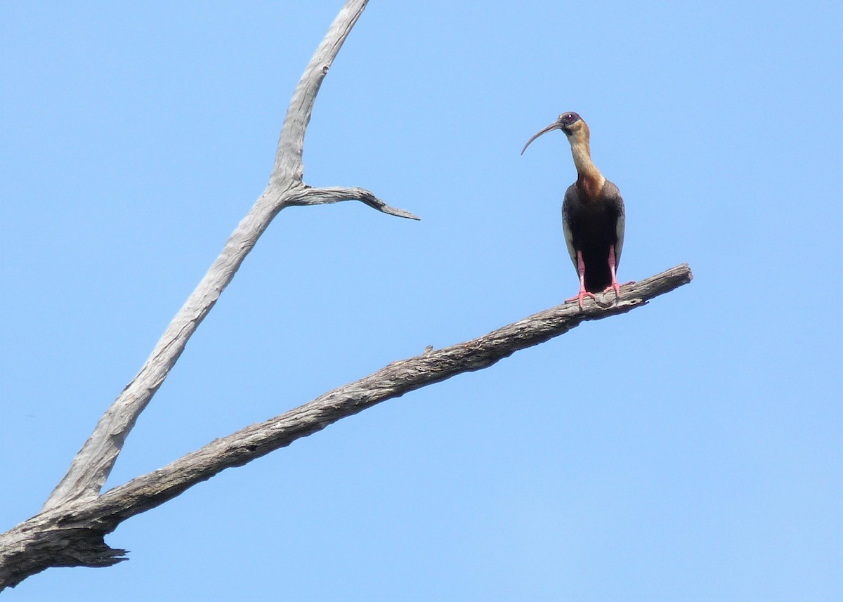 Buff-necked Ibis - Carlos Otávio Gussoni