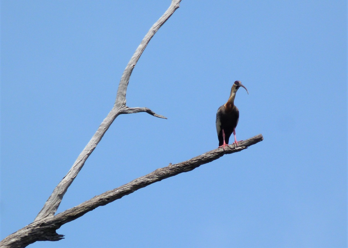 Buff-necked Ibis - Carlos Otávio Gussoni