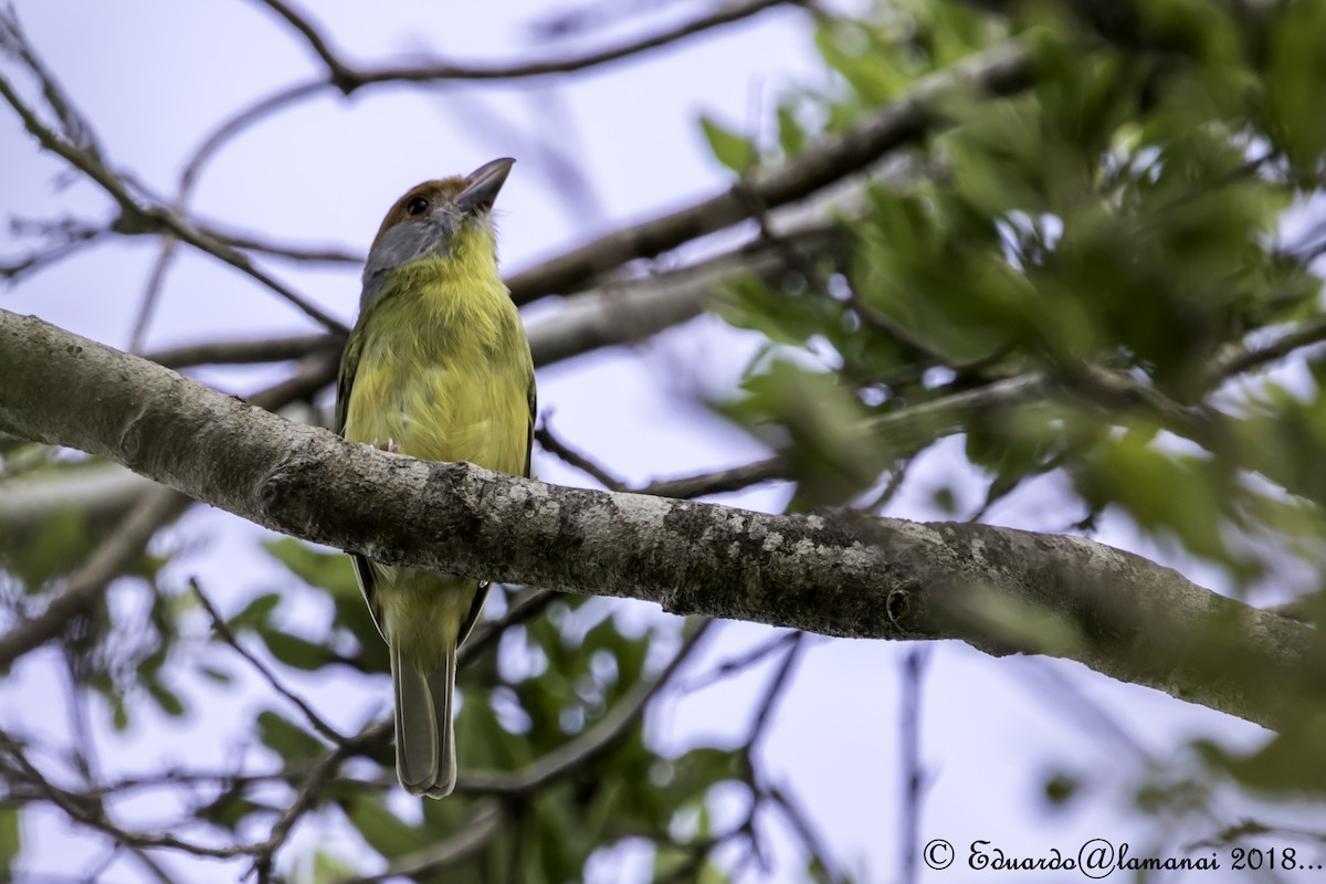 Rufous-browed Peppershrike - ML176175311