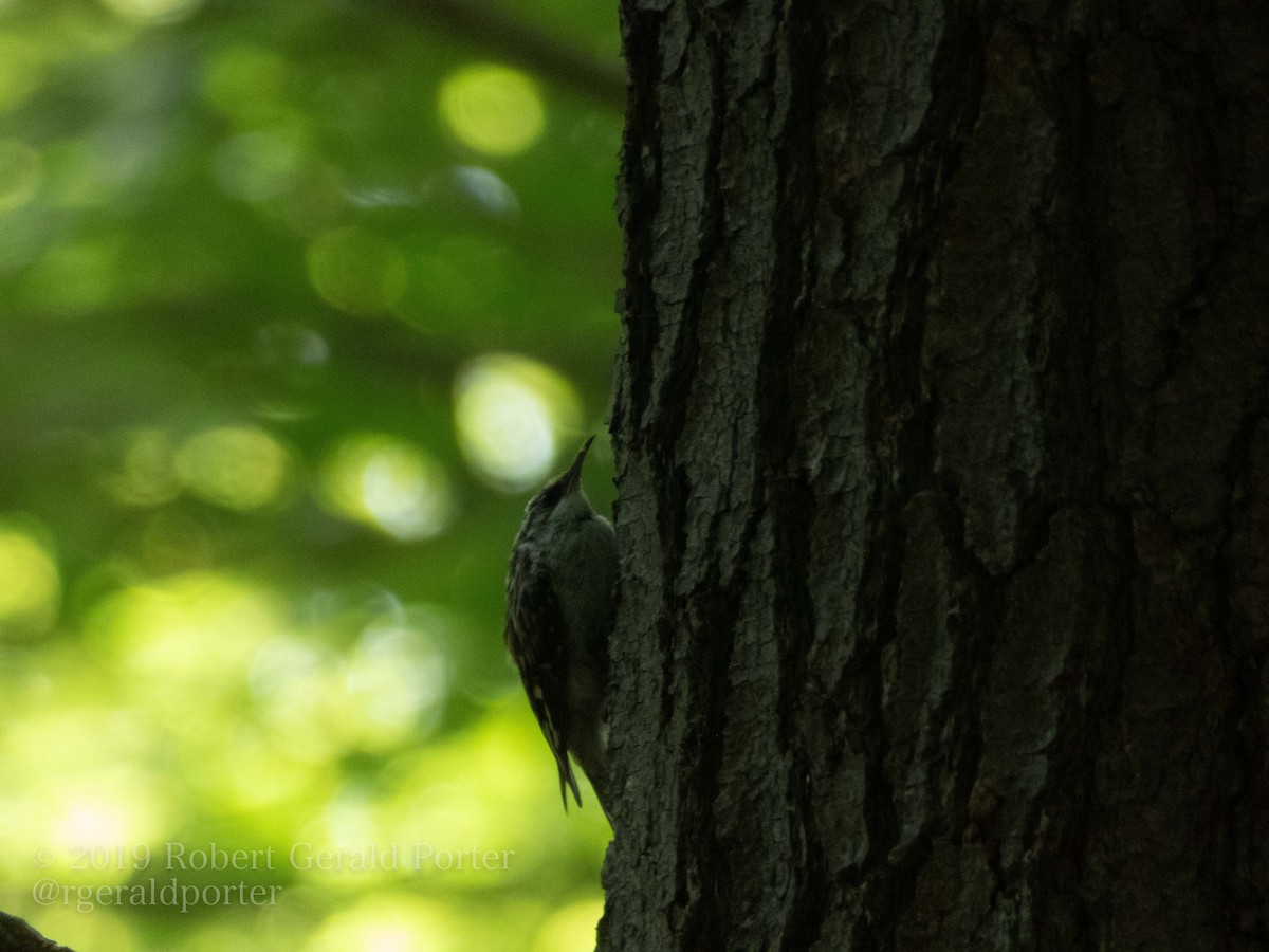 Brown Creeper - Rob Porter