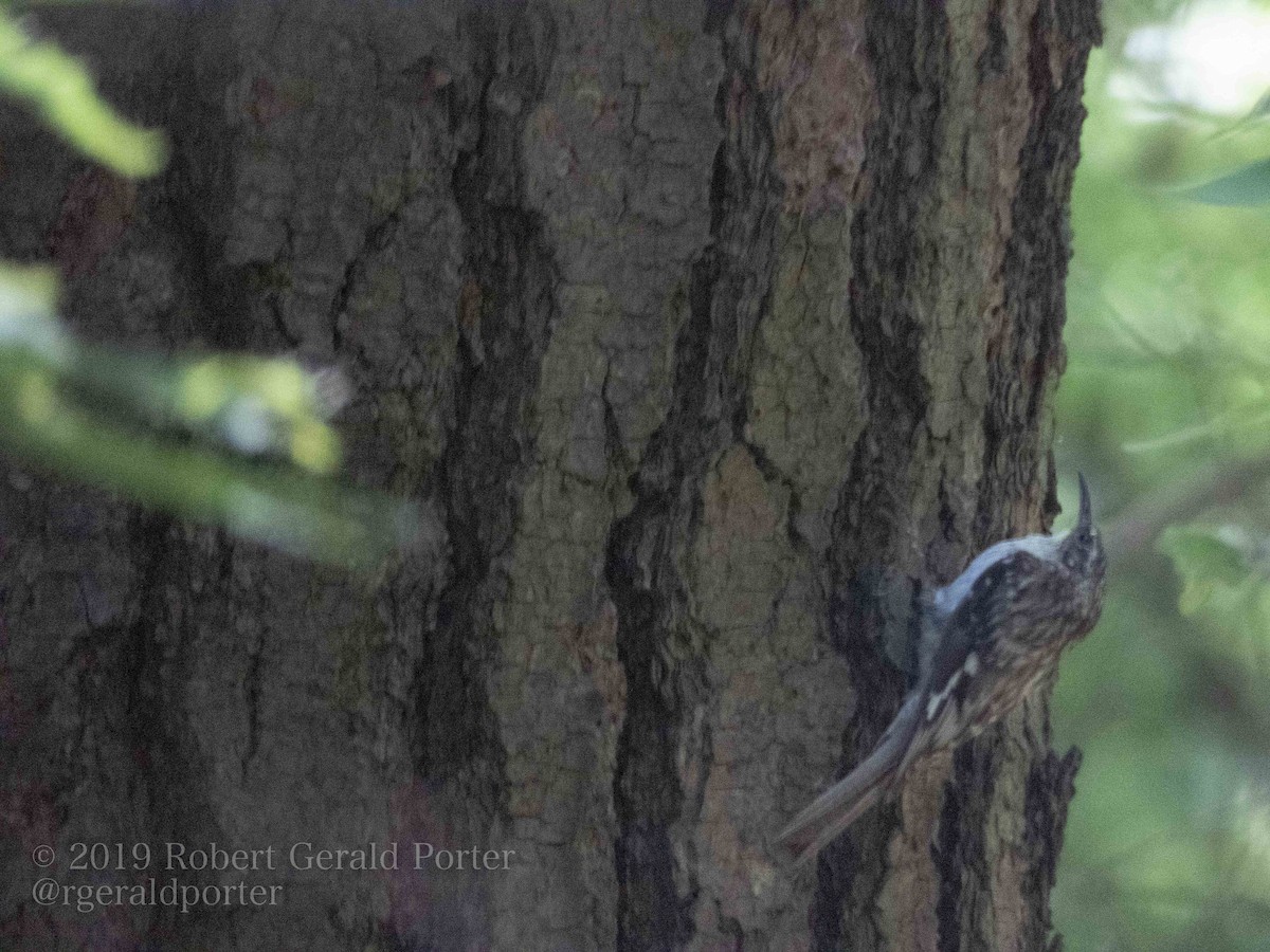 Brown Creeper - ML176175521