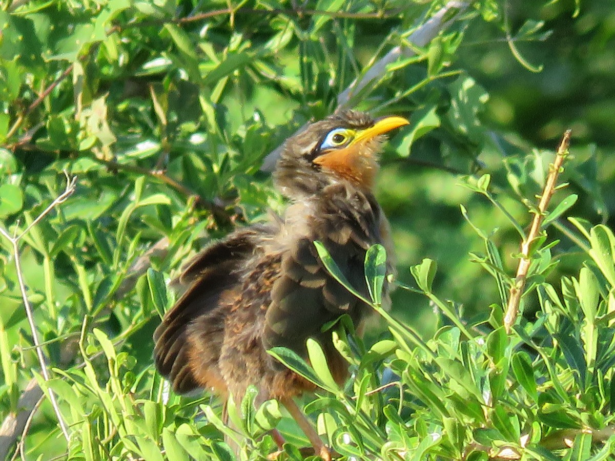 Lesser Ground-Cuckoo - ML176175741