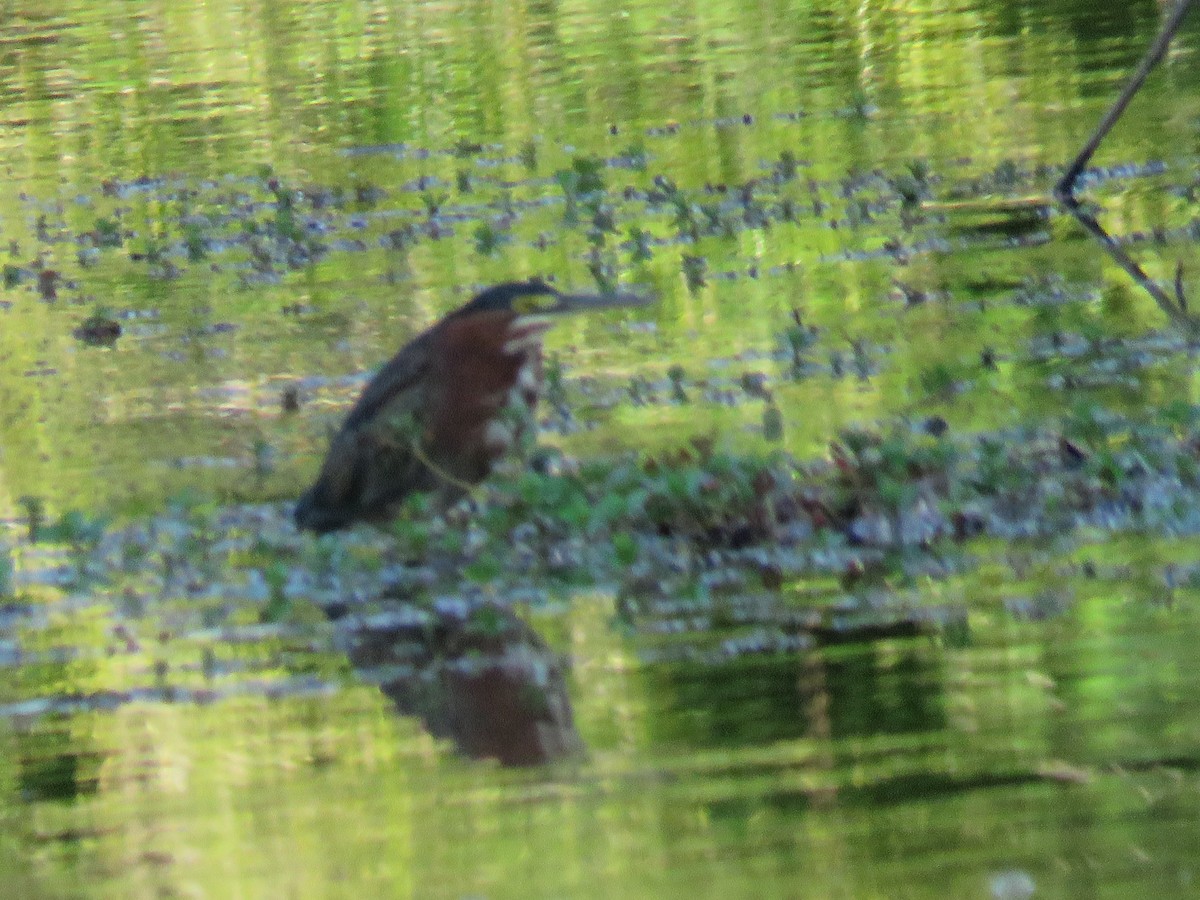 Green Heron - ML176176711