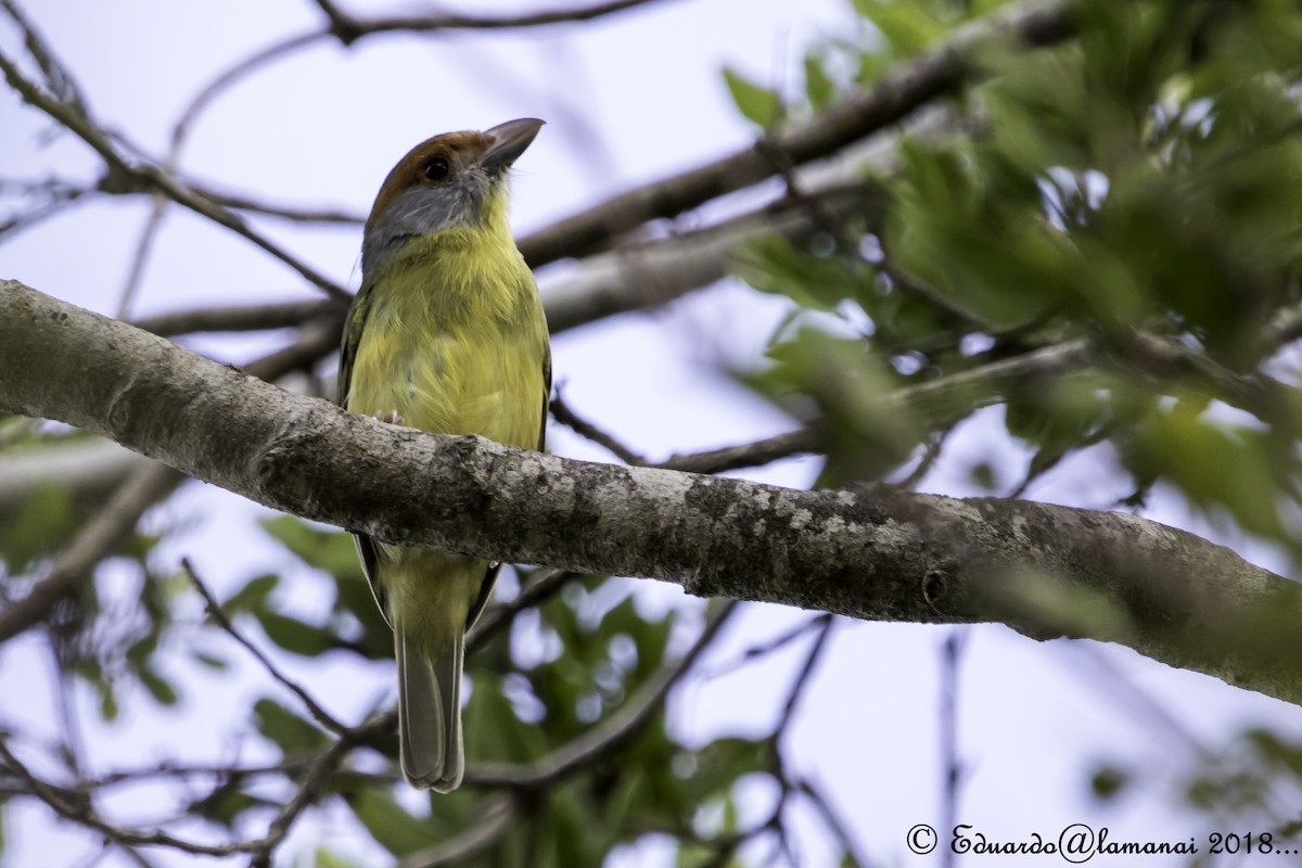 Rufous-browed Peppershrike - ML176176881