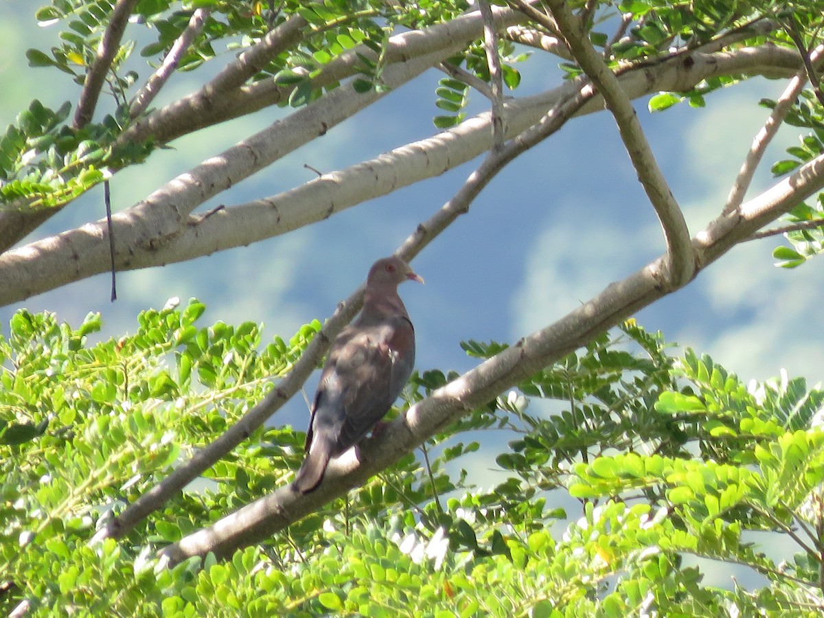 Red-billed Pigeon - ML176178141