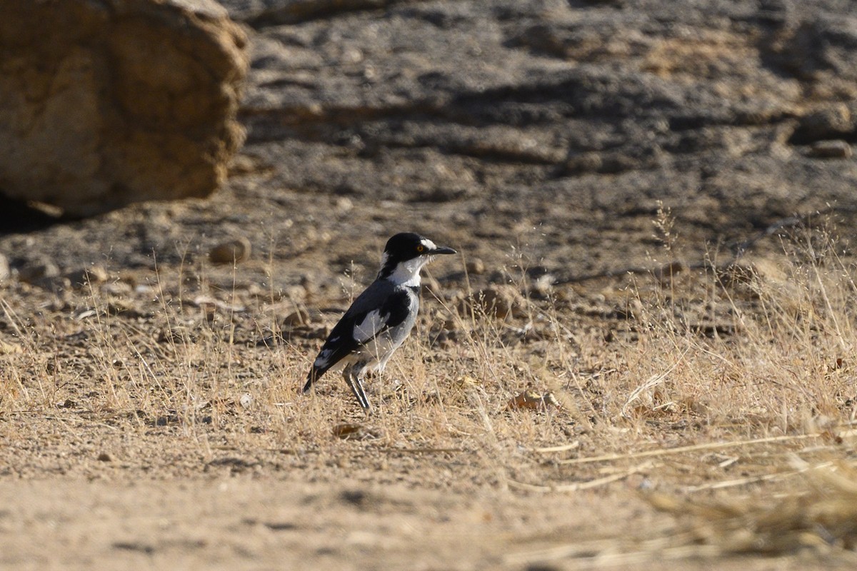 White-tailed Shrike - ML176178601