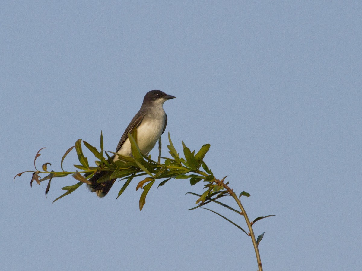 Eastern Kingbird - ML176179701