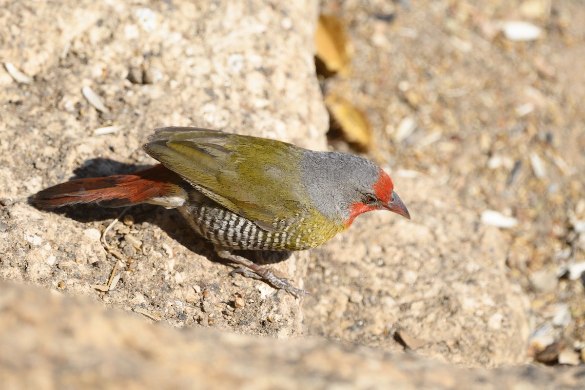 Green-winged Pytilia - ML176179721