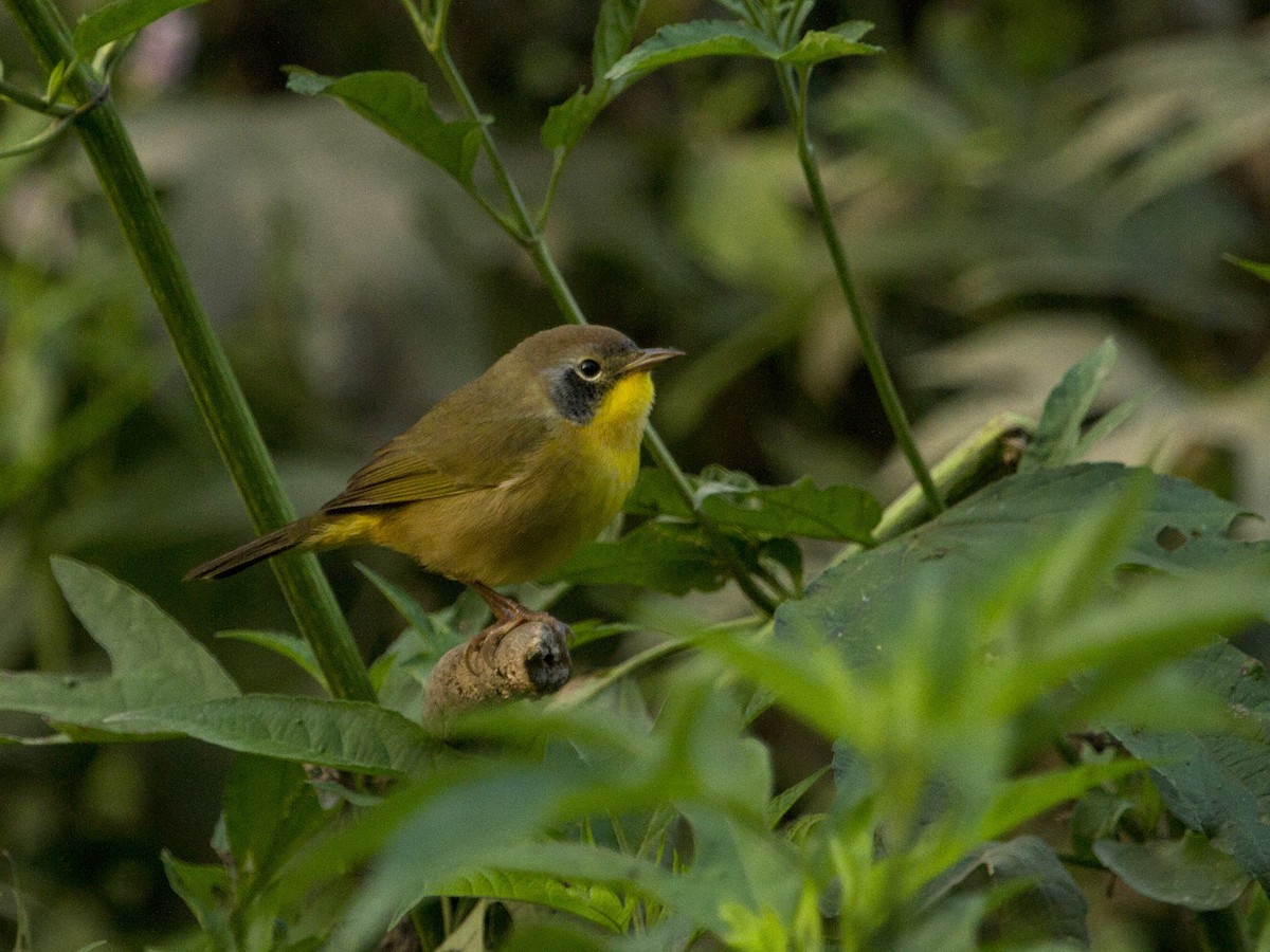 Common Yellowthroat - ML176179921