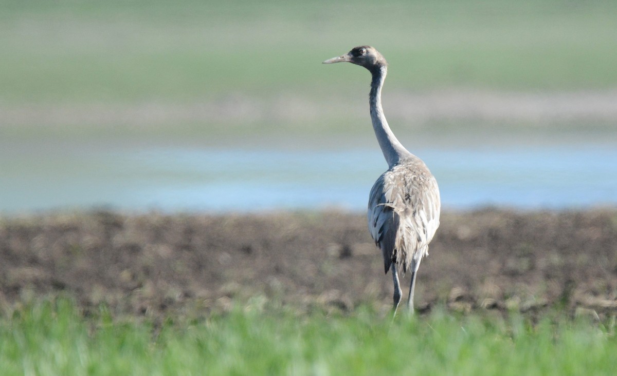 Grulla Común - ML176180511