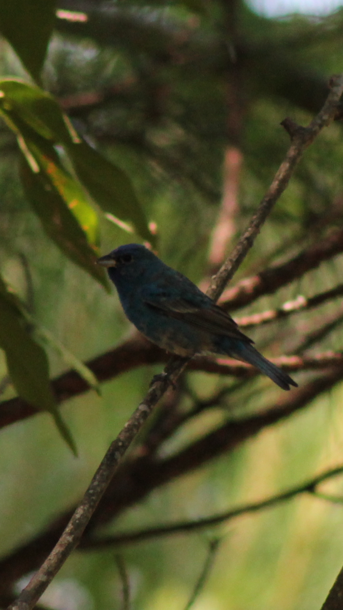 Passerin indigo - ML176188151