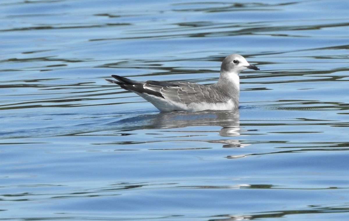 Sabine's Gull - ML176188241