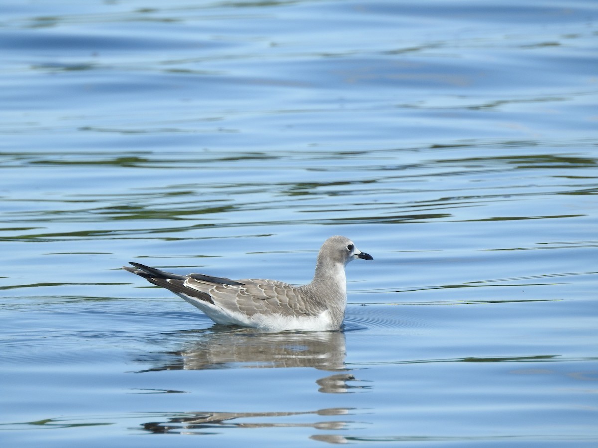 Sabine's Gull - ML176188291