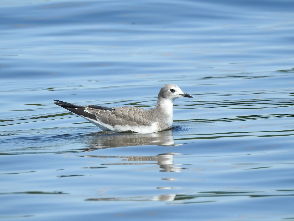 Sabine's Gull - ML176188311