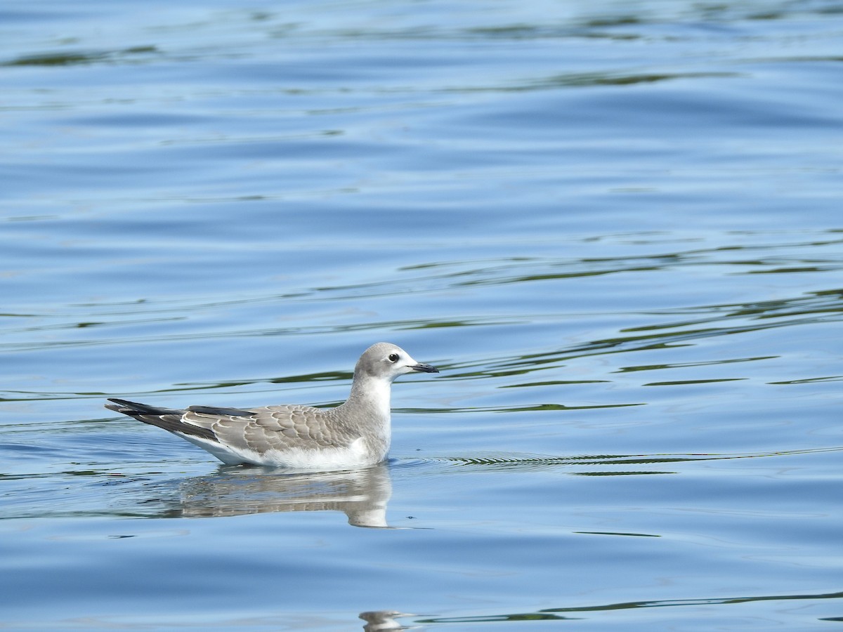 Sabine's Gull - ML176188321