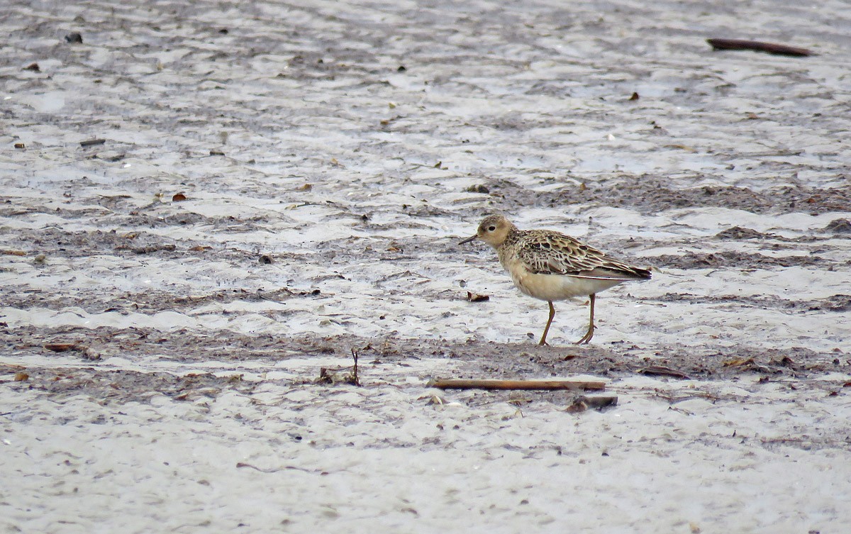 Buff-breasted Sandpiper - ML176188691