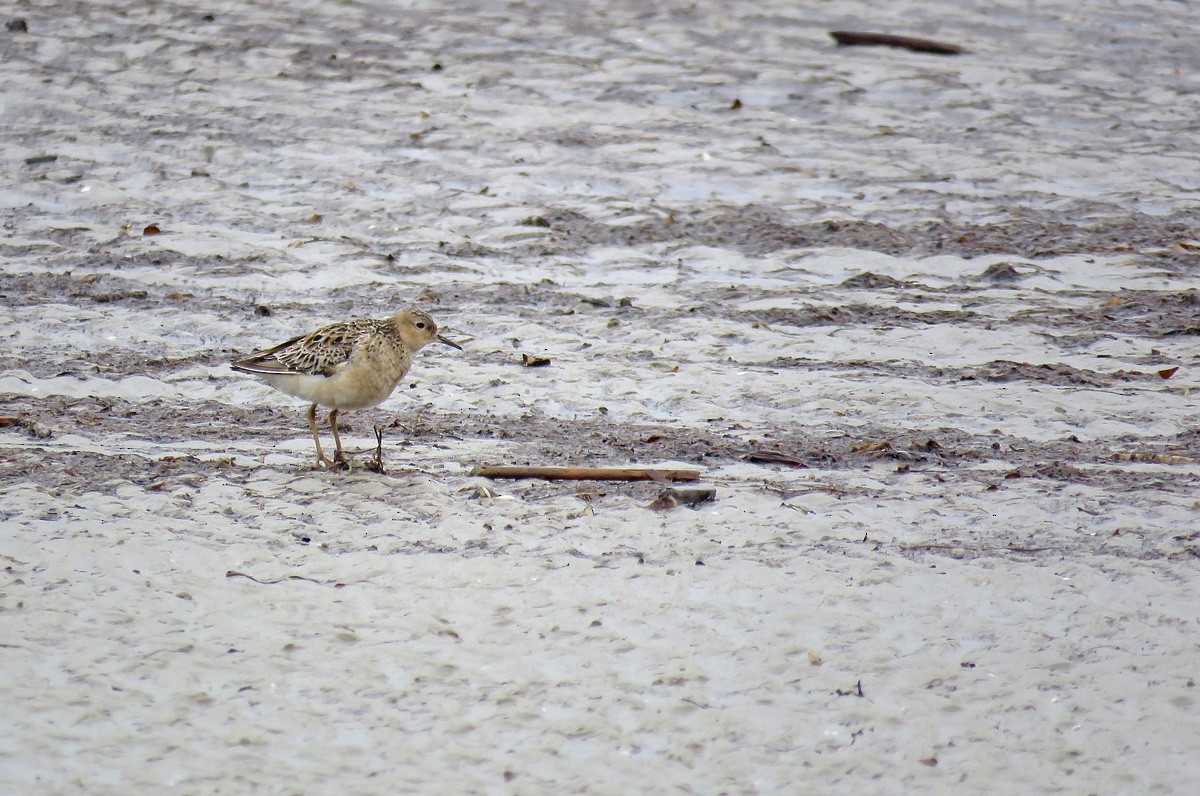 Buff-breasted Sandpiper - ML176188711