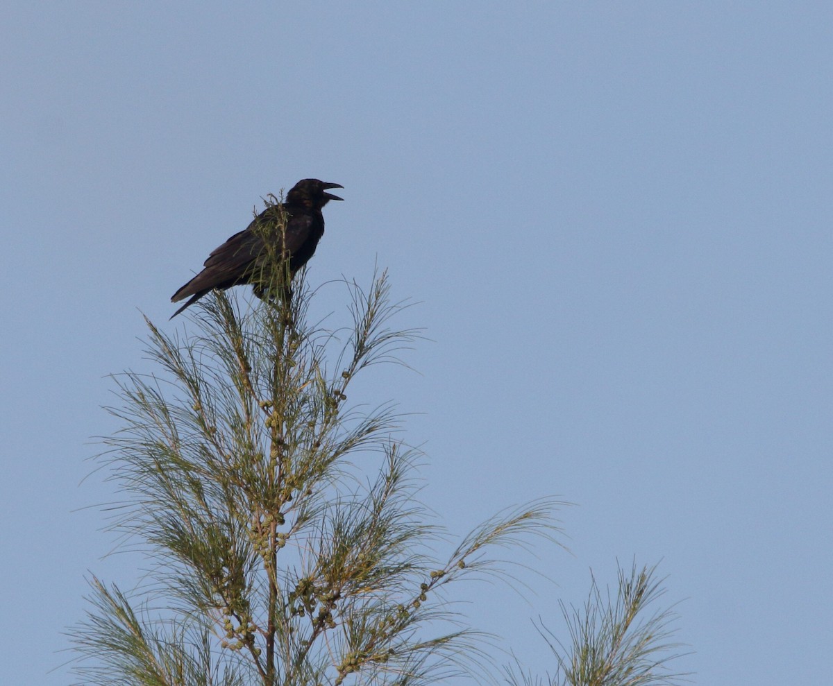 American Crow - ML176189751