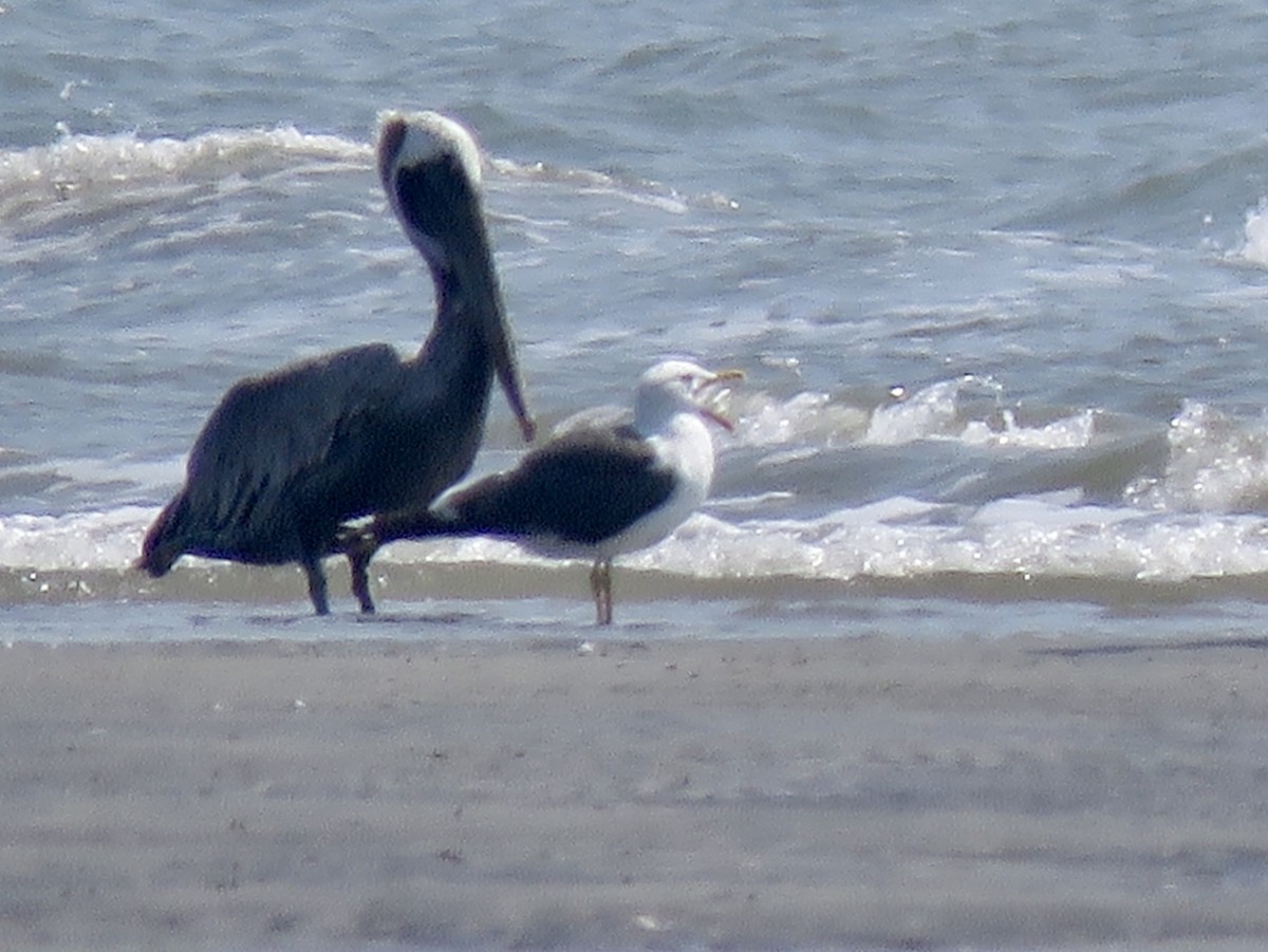 Lesser Black-backed Gull - ML176189931