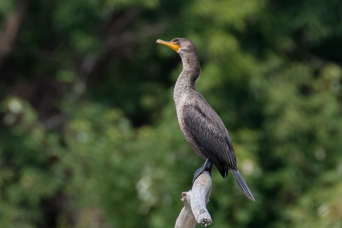 Cormoran à aigrettes - ML176190961