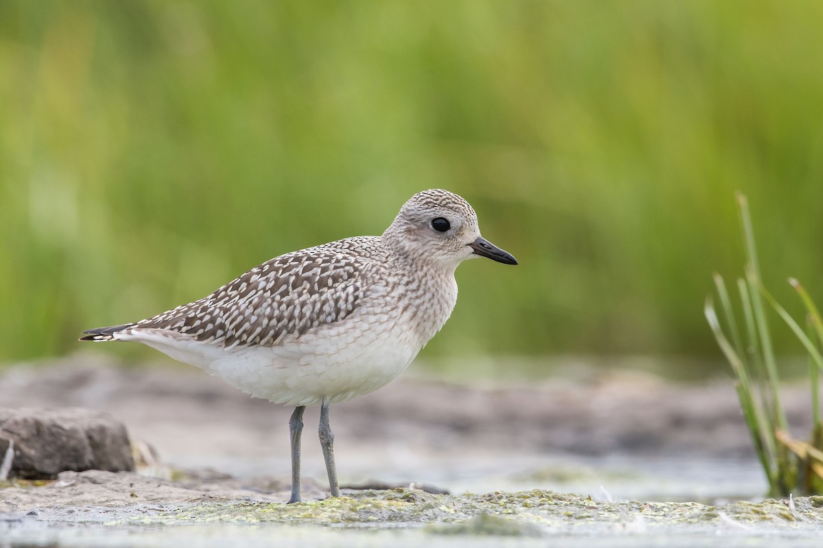 Black-bellied Plover - ML176191021