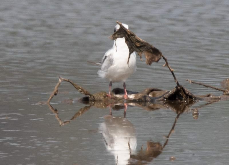 Whiskered Tern - ML176192251