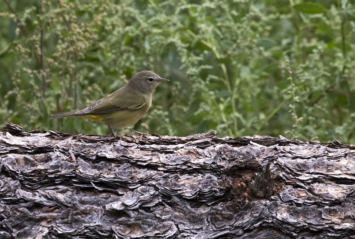 Orange-crowned Warbler - Jason Lott