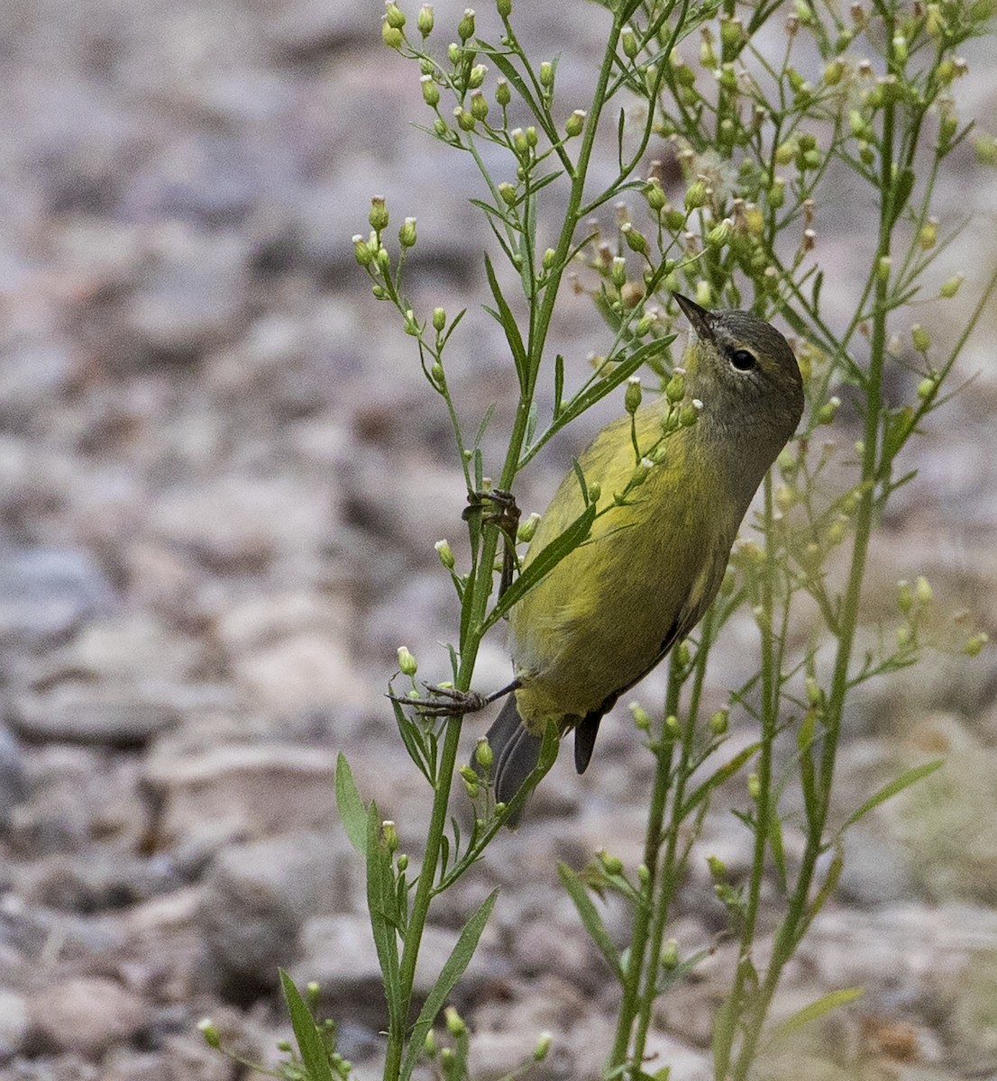 Orange-crowned Warbler - ML176193501