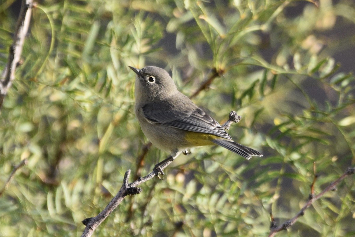 Virginia's Warbler - ML176193611