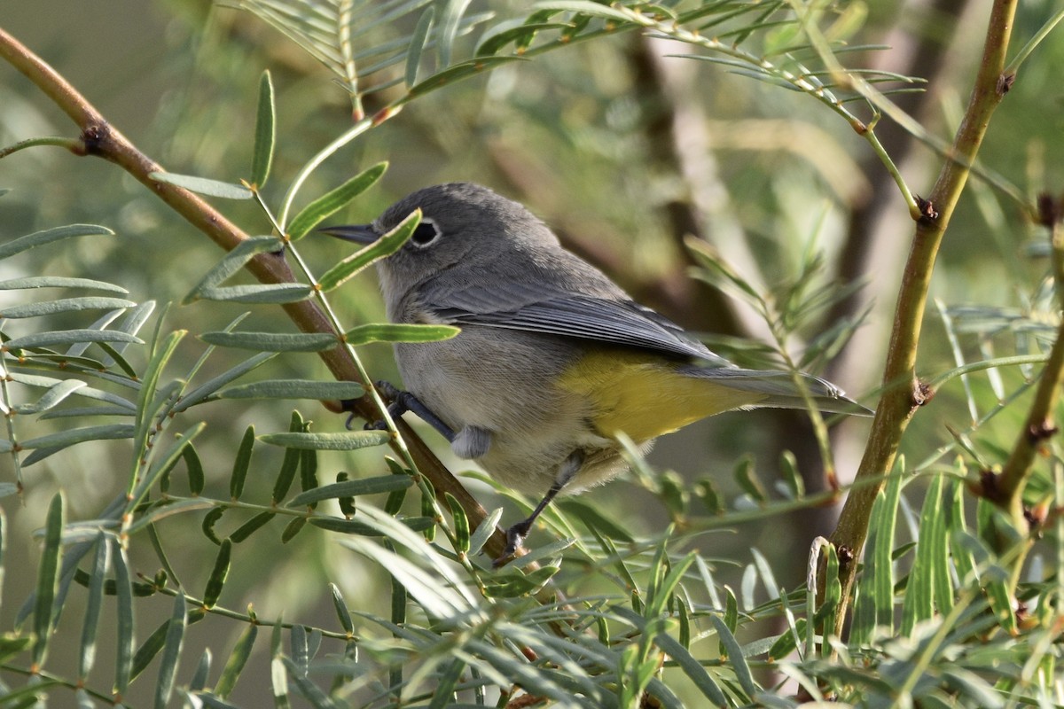 Virginia's Warbler - ML176193631