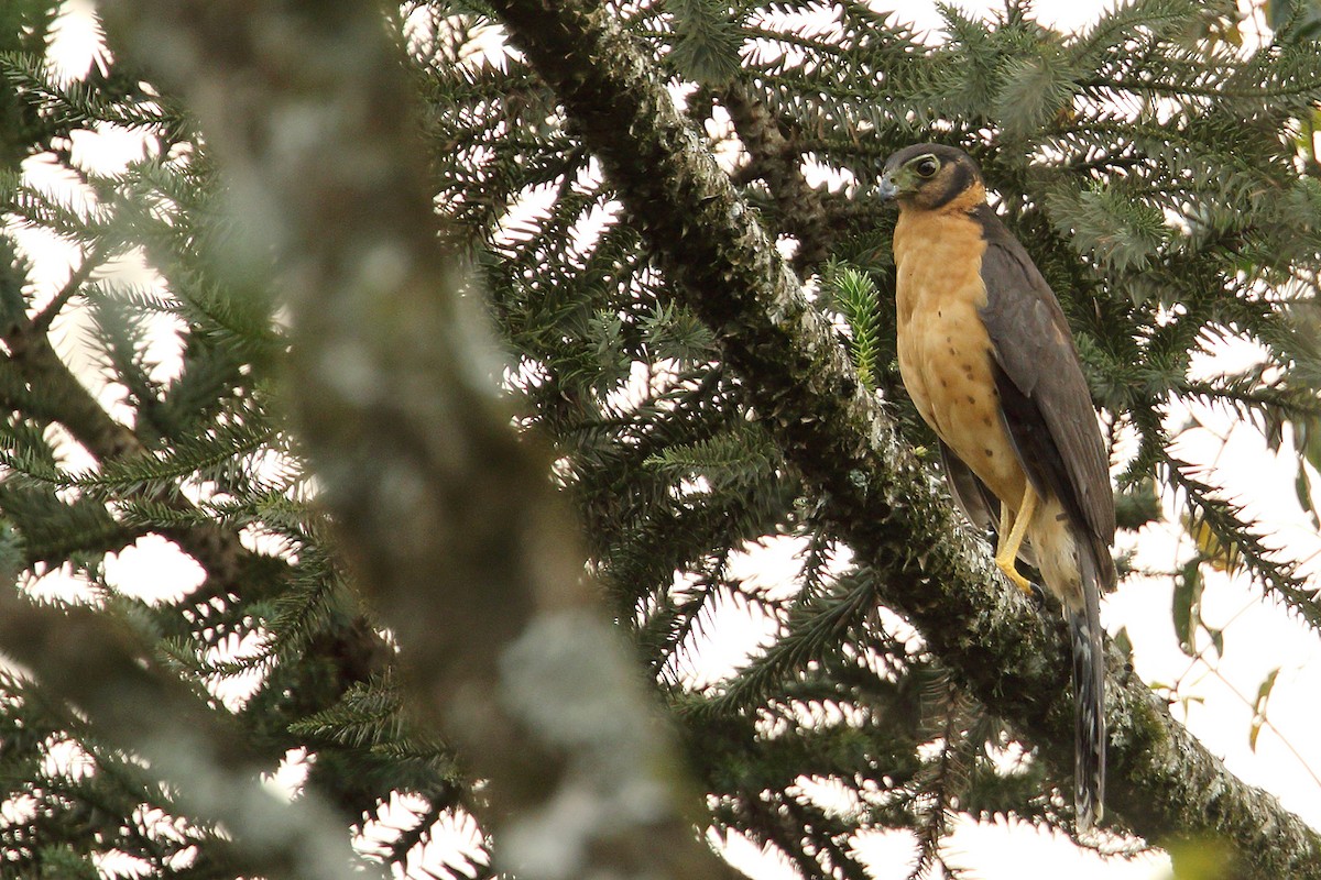 Collared Forest-Falcon - ML176194361