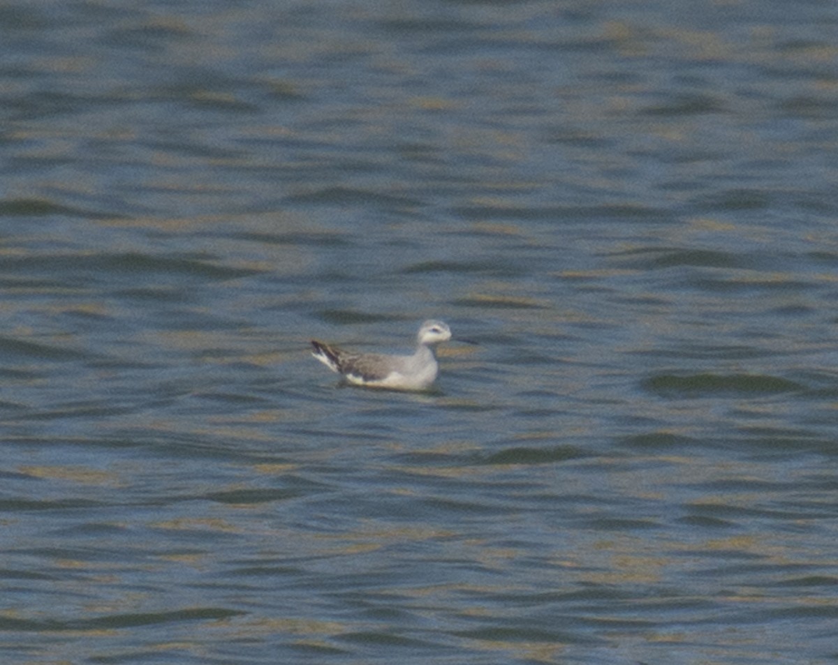 Wilson's Phalarope - ML176195041