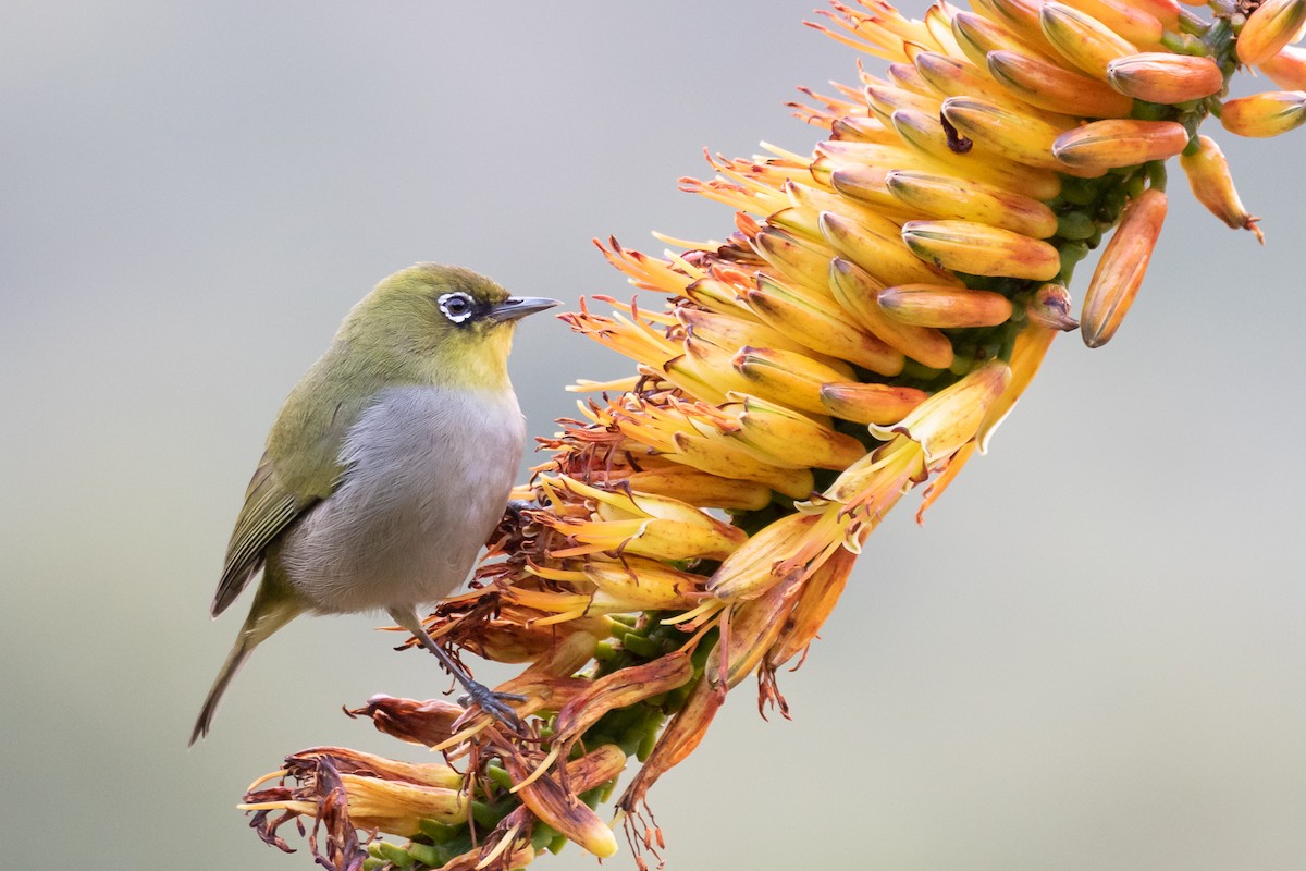 Cape White-eye - Robert Lewis