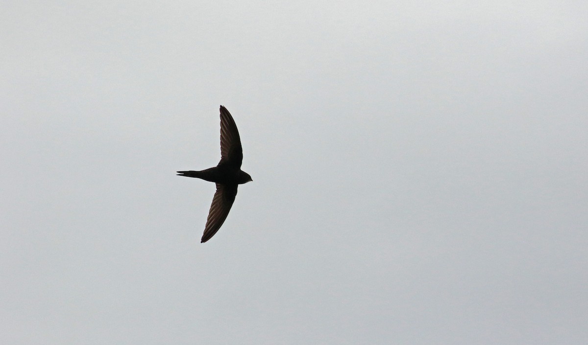 Common Swift - ML176196031